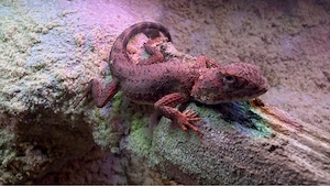 tympanocryptis centralis (Taugagame)