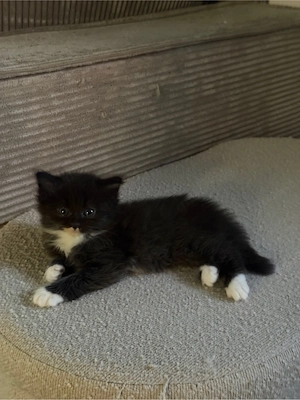 Kitten langhaar abzugeben