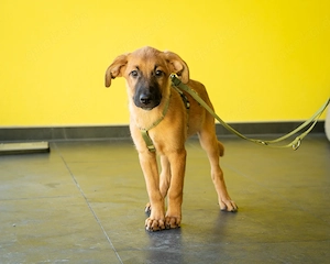 Unser kleiner Wirbelwuínd Sancho sucht nach seinem großen Glück