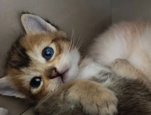 Zuckersüße Kitten 