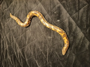 Kenianische Sandboa NZ 2025