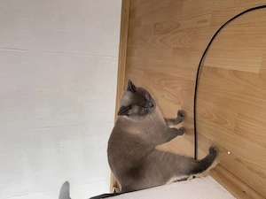 Zwei BKH-Katzen suchen ein liebevolles Zuhause