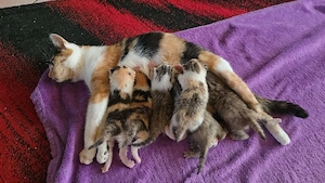 Süße Babykatzen 