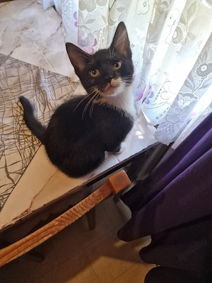 kitten in Liebevolle hände abzugeben 