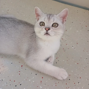 Abgabebereit,BKH Kitten 