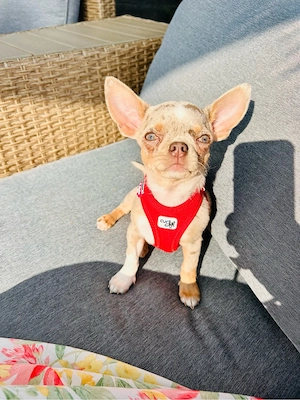 chihuahua hündin in der farbe Merle 