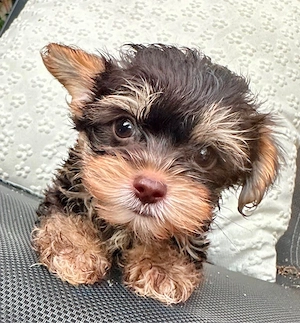 Yorkshire Terrier Welpe sucht...