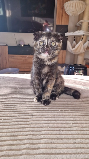 wunderschönes glückskatzen kitten mädchen