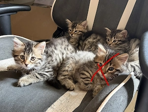 3 BLH Maine Coon Mix Babykatzen ab sofort zu verkaufen