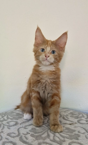 Maine Coon Junge mit Stammbaum. 