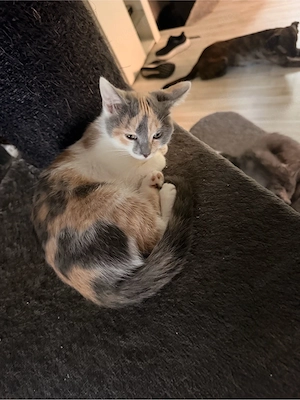 Wunderschöne BKH Katzenbays 