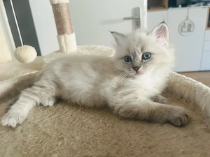 Heilige Birma Kitten auszugsbereit München mädchen
