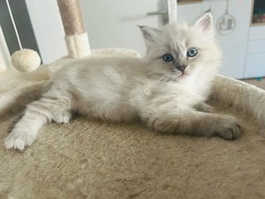 Heilige Birma Kitten Mädchen reinrassig München