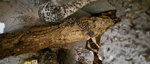 1.1 adultes Phyllurus Amnicola Pärchen CB aus 2023