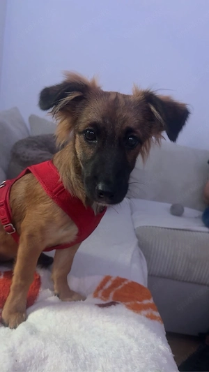 Kleine Hazel sucht ein Zuhause auf Lebenszeit