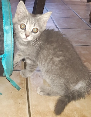 BKH Mix Katzen