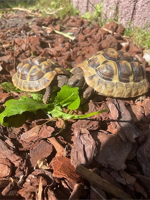 2 Griechische Landschildkröten Testudo hermanni Nachzuchten aus 2023