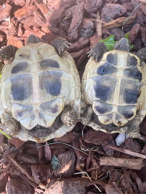 2 Griechische Landschildkröten Testudo hermanni Nachzuchten aus 2023 Bild 3
