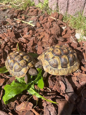 2 Griechische Landschildkröten Testudo hermanni Nachzuchten aus 2023 Bild 5