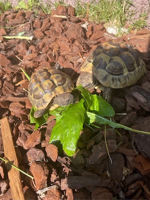 2 Griechische Landschildkröten Testudo hermanni Nachzuchten aus 2023 Bild 4