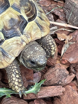 2 Griechische Landschildkröten Testudo hermanni Nachzuchten aus 2023 Bild 2