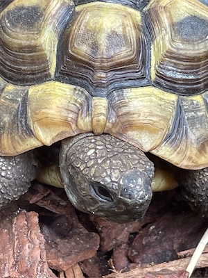 2 Griechische Landschildkröten Testudo hermanni Nachzuchten aus 2023 Bild 6