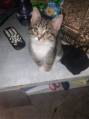 2 monate jungen kater abzugeben 
