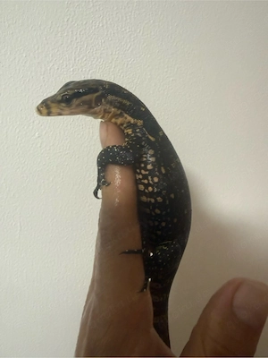 Varanus Cumingi CB 07 2026