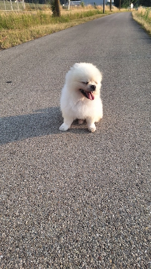    Olek   wunderschöner Pomeranian-Rüde als Deckrüde    Bild 5