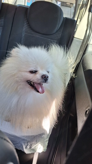    Olek   wunderschöner Pomeranian-Rüde als Deckrüde   