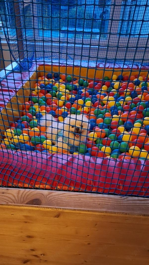    Olek   wunderschöner Pomeranian-Rüde als Deckrüde    Bild 2