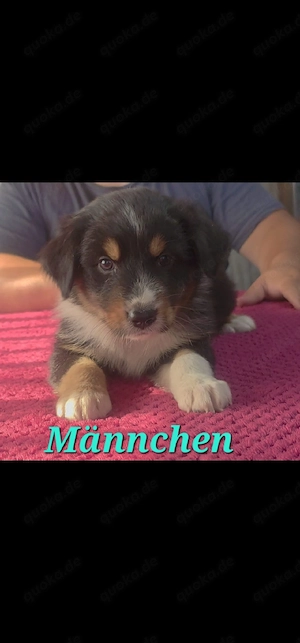 Australian Shepherd welpen Abgabebereit 
