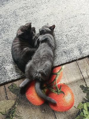 BKH blau, junge Kater, ca .3 Monate alt , abholreif, sucht neue Familie.