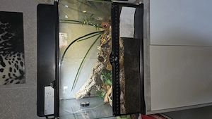 Schwarzer Laos Scorpion mit Exo Terrarium 60x45x45 mit Lampe und Innenausstattung. Bild 1