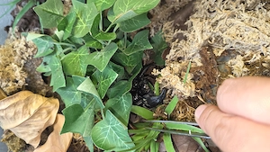 Schwarzer Laos Scorpion mit Exo Terrarium 60x45x45 mit Lampe und Innenausstattung. Bild 4
