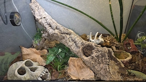Schwarzer Laos Scorpion mit Exo Terrarium 60x45x45 mit Lampe und Innenausstattung. Bild 2
