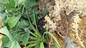 Schwarzer Laos Scorpion mit Exo Terrarium 60x45x45 mit Lampe und Innenausstattung. Bild 3