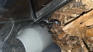Schwarzer Laos Scorpion mit Exo Terrarium 60x45x45 mit Lampe und Innenausstattung. Bild 5