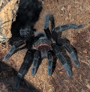 Phormictopus auratus und weitere