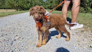 Mini Aussiedoodle Hündin Welpe