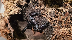 Schwarze Laos Skorpion 