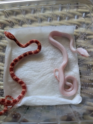 Palmetto albino Kornnatter 