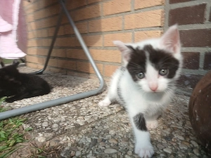 Kitten suchen ein liebevolles Zuhause