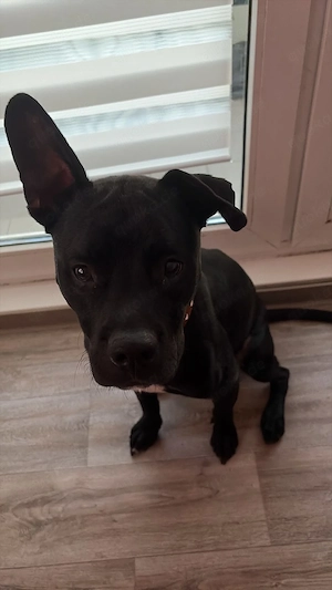 Mailo sucht dringend ein neues Zuhause 
