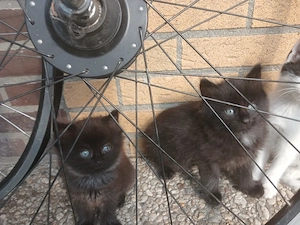 Kitten suchen ein liebevolles Zuhause
