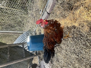 Junger Hahn schwedisches Blumenhuhn 