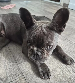 zwei französische Bulldoggen dürfen ausziehen 