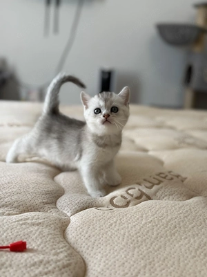 bkh british shorthair