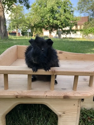 Lustiges Meerschweinchen Rosettenböckchen "Midnight" sucht ein neues Zuhause Bild 2
