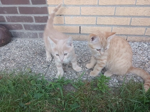Jungkatzen suchen ein liebevolles Zuhause 